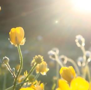 yellow flower in sunlight